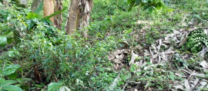 Terreno en venta para desarrollo comercial en Amatitlán - foto 3