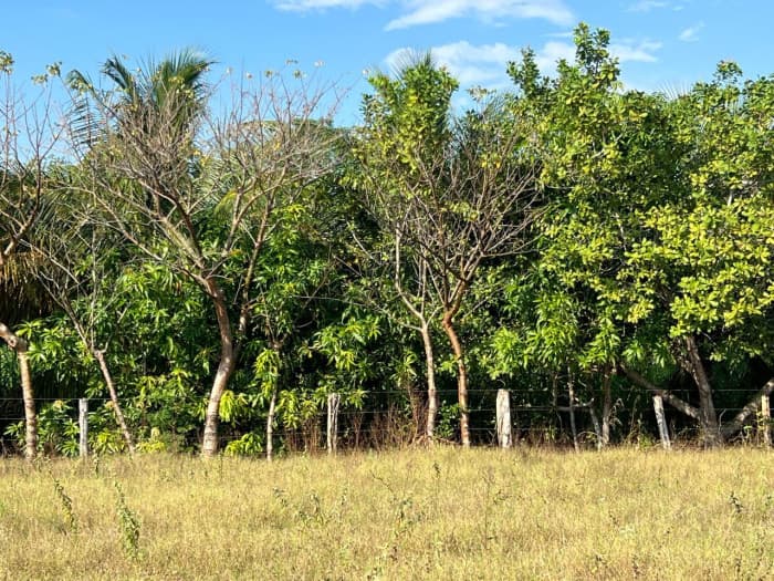 Terreno comercial en venta Monterrico - foto 4