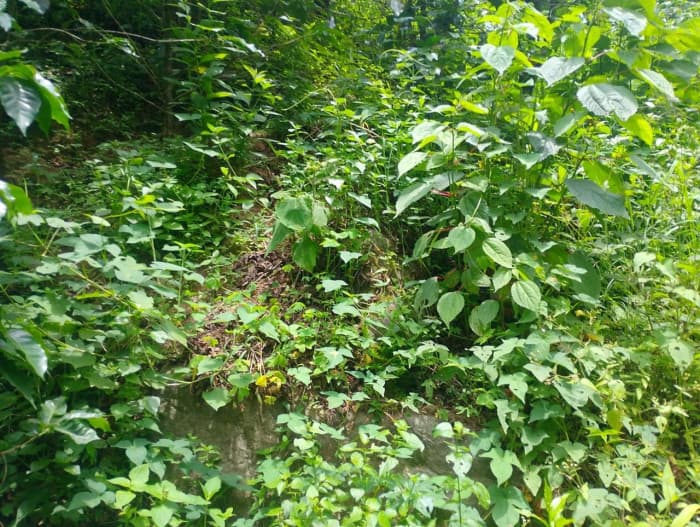 Terreno en venta ascendente en Acatenango Chimaltenango - foto 4