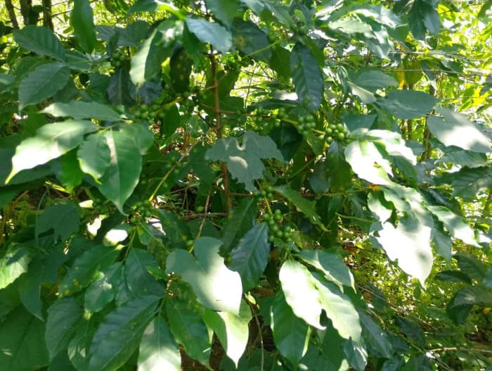 Terreno en venta ascendente en Acatenango Chimaltenango - foto 3